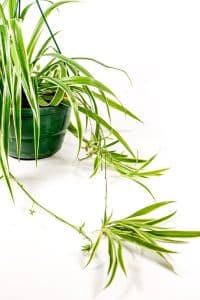 Spider plant hanging basket with vibrant healthy foliage, ideal indoor plant for South African homes