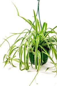 Healthy Spider plant hanging basket displaying natural growth and fresh leaves