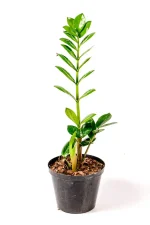 Standard green ZZ Plant with upright glossy leaves.