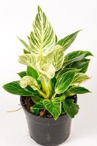 Philodendron Birkin with vibrant healthy foliage, ideal indoor plant for South African homes