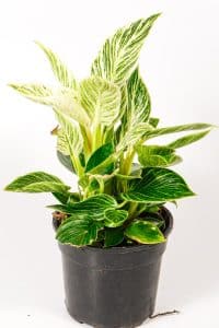 Philodendron Birkin with detailed foliage, perfect for bright indoor spaces