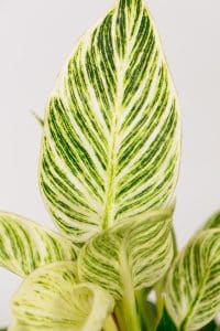 Philodendron Birkin with full, vibrant leaves, popular choice for plant lovers in South Africa