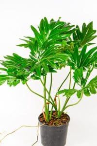 Healthy Philodendron Selloum displaying natural growth and fresh leaves
