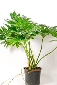 Philodendron Selloum with full, vibrant leaves, popular choice for plant lovers in South Africa