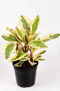 Healthy Peperomia Julii displayed indoors.