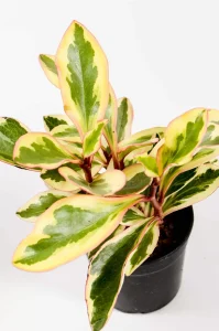 Peperomia Julii with compact growth in an indoor pot.