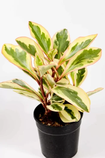 Side view showing low, tidy growth habit.