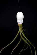 squid head airplant holder
