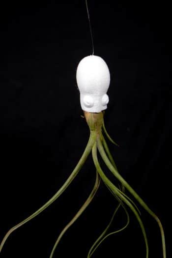 squid head airplant holder