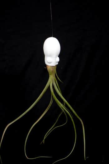 squid head airplant holder