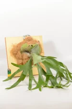 Platycerium bifurcatum mounted with coco coir on wooden board
