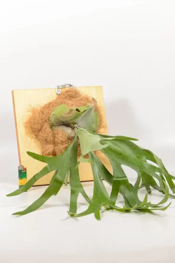Platycerium bifurcatum mounted with coco coir on wooden board