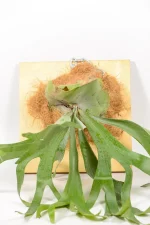 Platycerium bifurcatum mounted on wooden board with metal chain