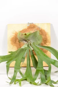 Platycerium bifurcatum mounted on wooden board with metal chain