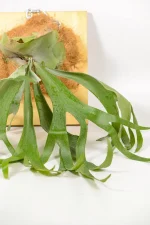 Front view of multiple green fronds of a platycerium bifurcatum