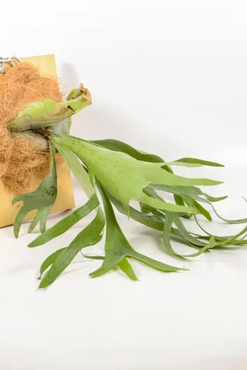 Large Platycerium Bifurcatum with long green fronds