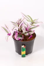 Cluster of tradescantia nanouk in black pot
