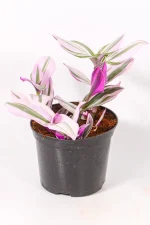 Deep purple leaves of a tradescantia nanouk
