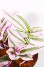 Side view of tradescantia nanouk in coc peat mix