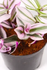 Close up of Tradescantia Nanouk with bright purple and green leaves