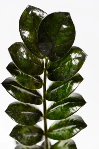 Mature ZZ Raven styled indoors.