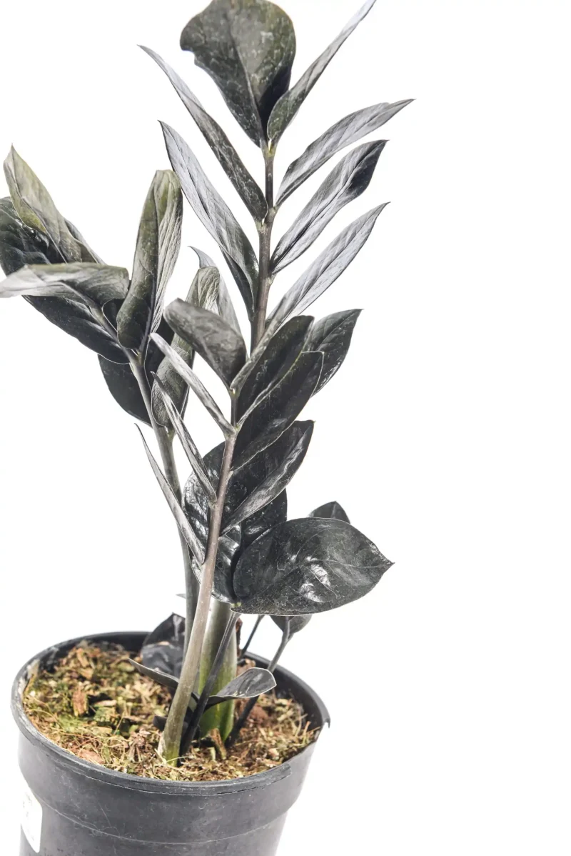 Side view showing strong upright stems.