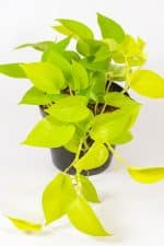 Decorative Pothos Diamond Lime styled indoors in woven basket.