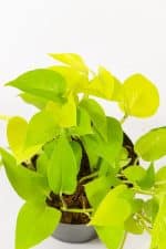 Close-up of Diamond Lime Pothos foliage pattern.