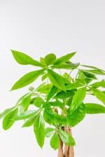 Money Tree Pachira with full, vibrant leaves, popular choice for plant lovers in South Africa