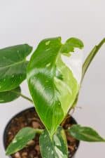 philodendron white prince with multiple colours of variegation