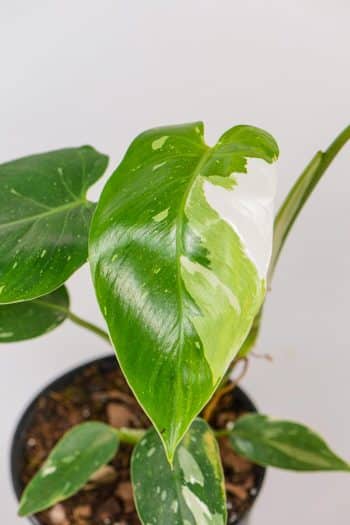 philodendron white prince with multiple colours of variegation