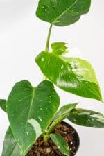 philodendron white prince that has two top leave emerging
