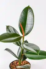 Ficus Abijan