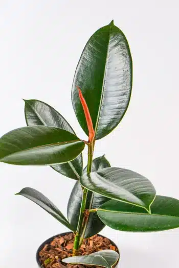 Ficus Abijan