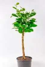 Ficus Moclame Braided tree in 19cm pot, glossy green leaves, indoor plant South Africa