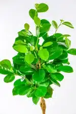 Close-up of Ficus Moclame foliage, glossy oval leaves with rich green colour