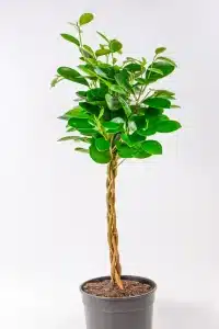 Ficus Moclame Braided tree in 19cm pot, glossy green leaves, indoor plant South Africa