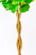 Detailed view of Ficus Moclame braided trunk, smooth bark with tight weaving pattern