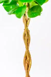 Detailed view of Ficus Moclame braided trunk, smooth bark with tight weaving pattern