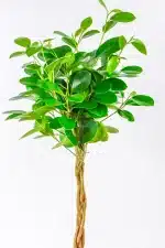 Braided stem detail of Ficus Moclame with rounded lollipop-shaped canopy, vibrant green leaves