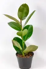 Ficus Robusta