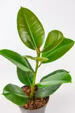 Ficus Robusta