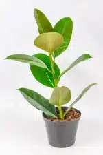 Ficus Robusta