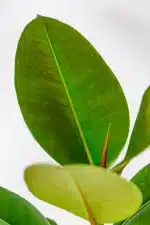 Ficus Robusta