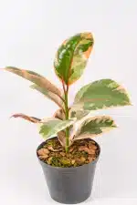 Ficus Ruby