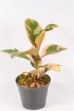 Ficus Ruby
