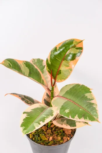 Ficus Ruby