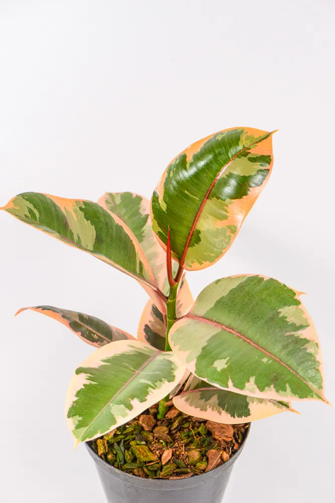 Ficus Ruby-3 Ficus Ruby
