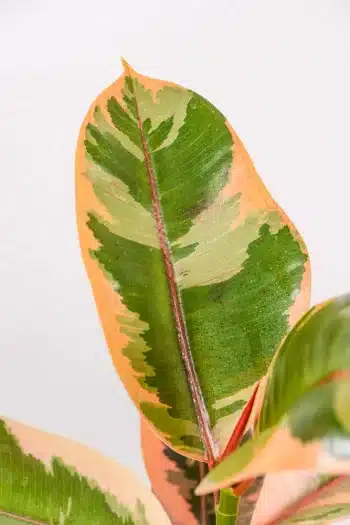 Ficus Ruby
