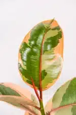 Ficus Ruby